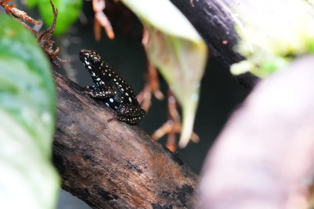 Epipedobates tricolor Cielitos — Tadpole