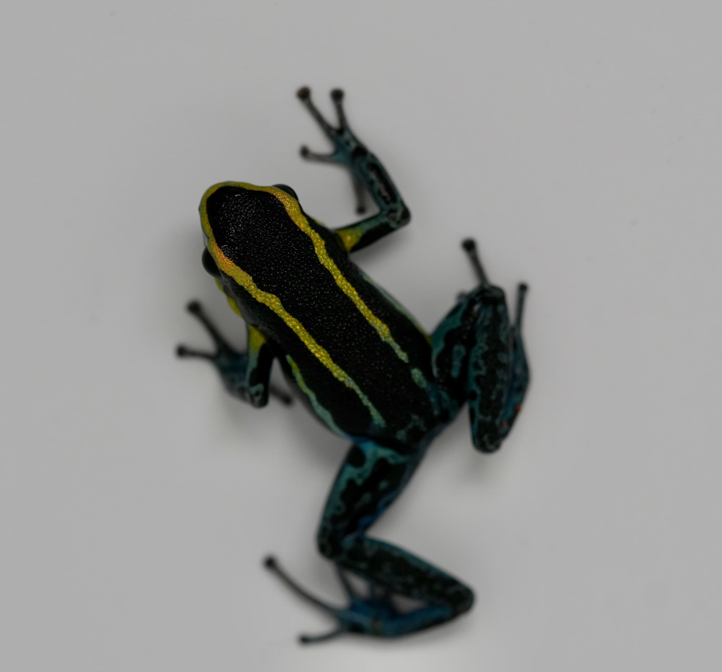Hyloxalus azureiventris