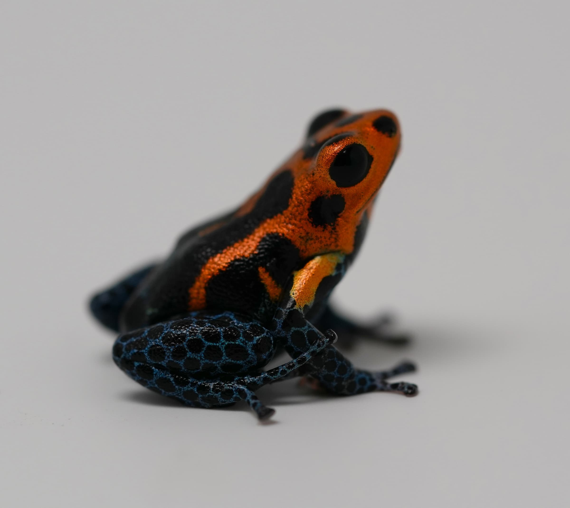 Ranitomeya Imitator Varadero