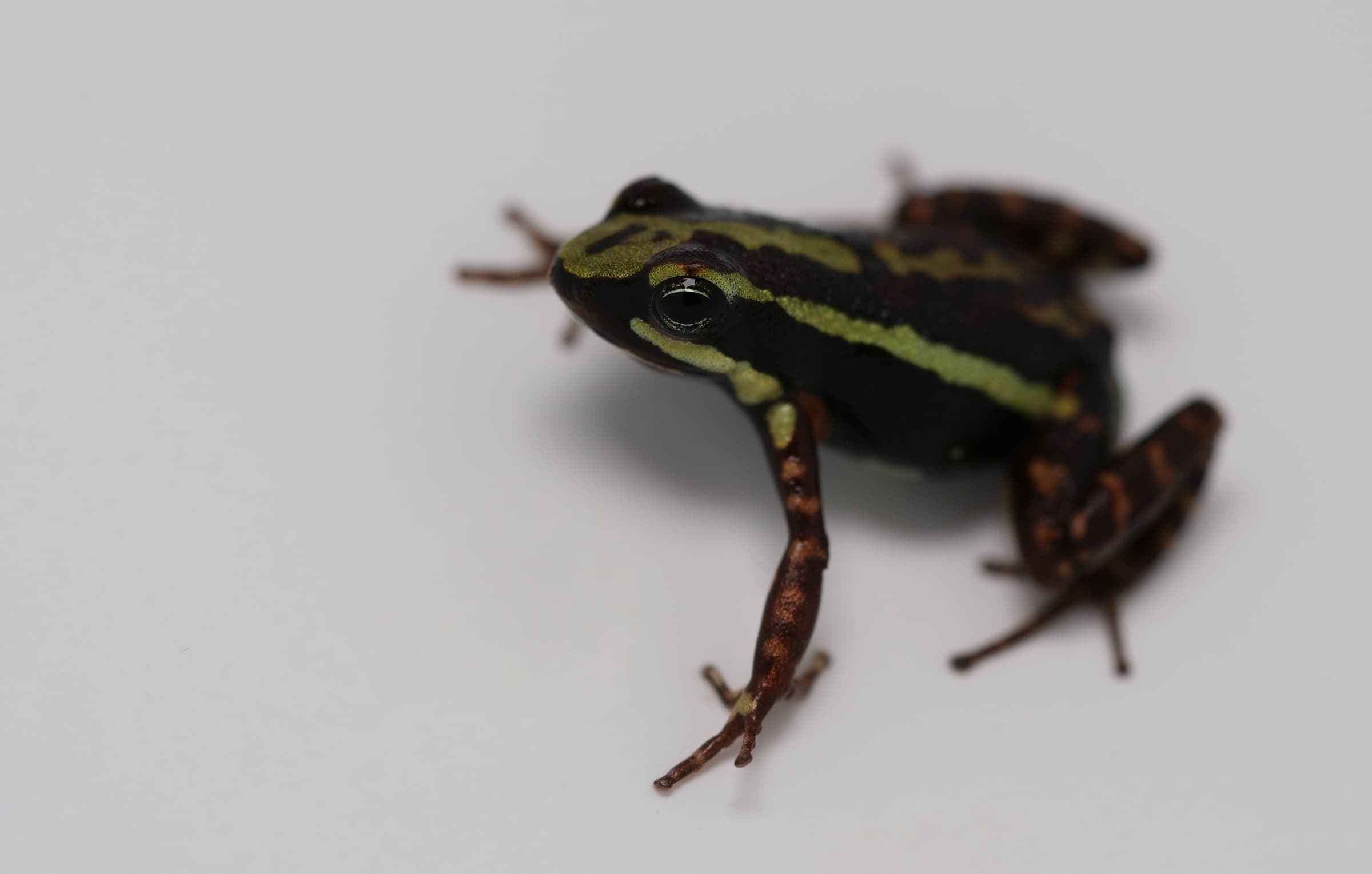 Epipedobates tricolor Rio