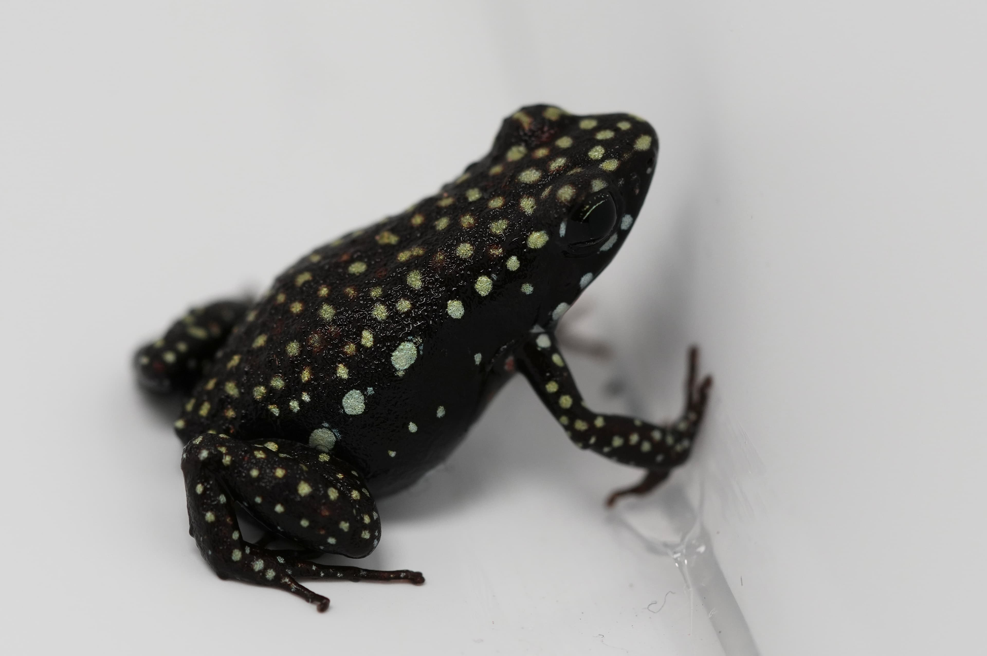Epipedobates tricolor Cielitos