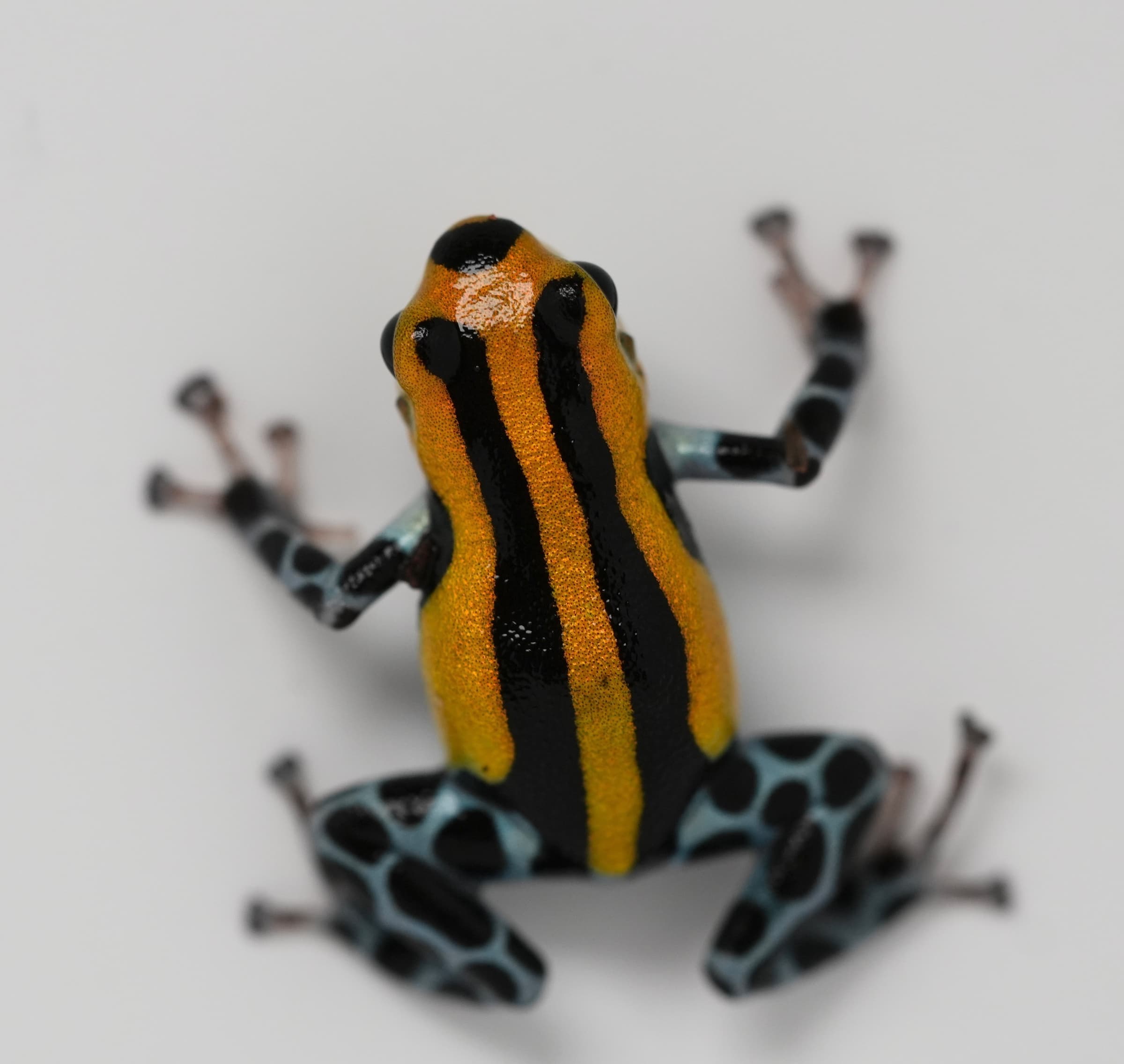 Ranitomeya sirensis Highland