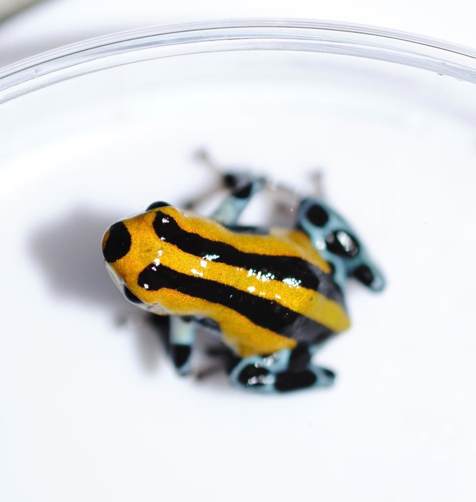Ranitomeya sirensis Highland — Tadpole