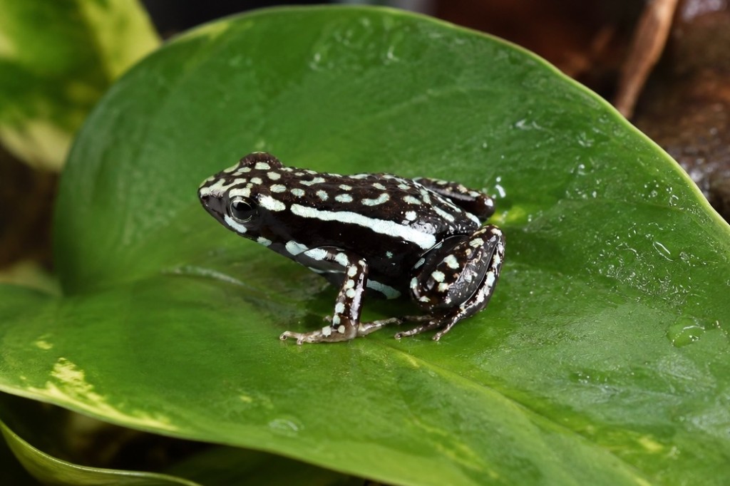 Epipedobates tricolor Cielitos