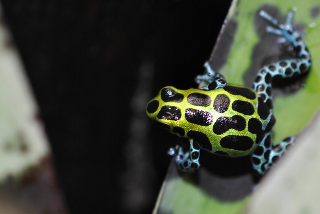 Ranitomeya variabilis Southern
